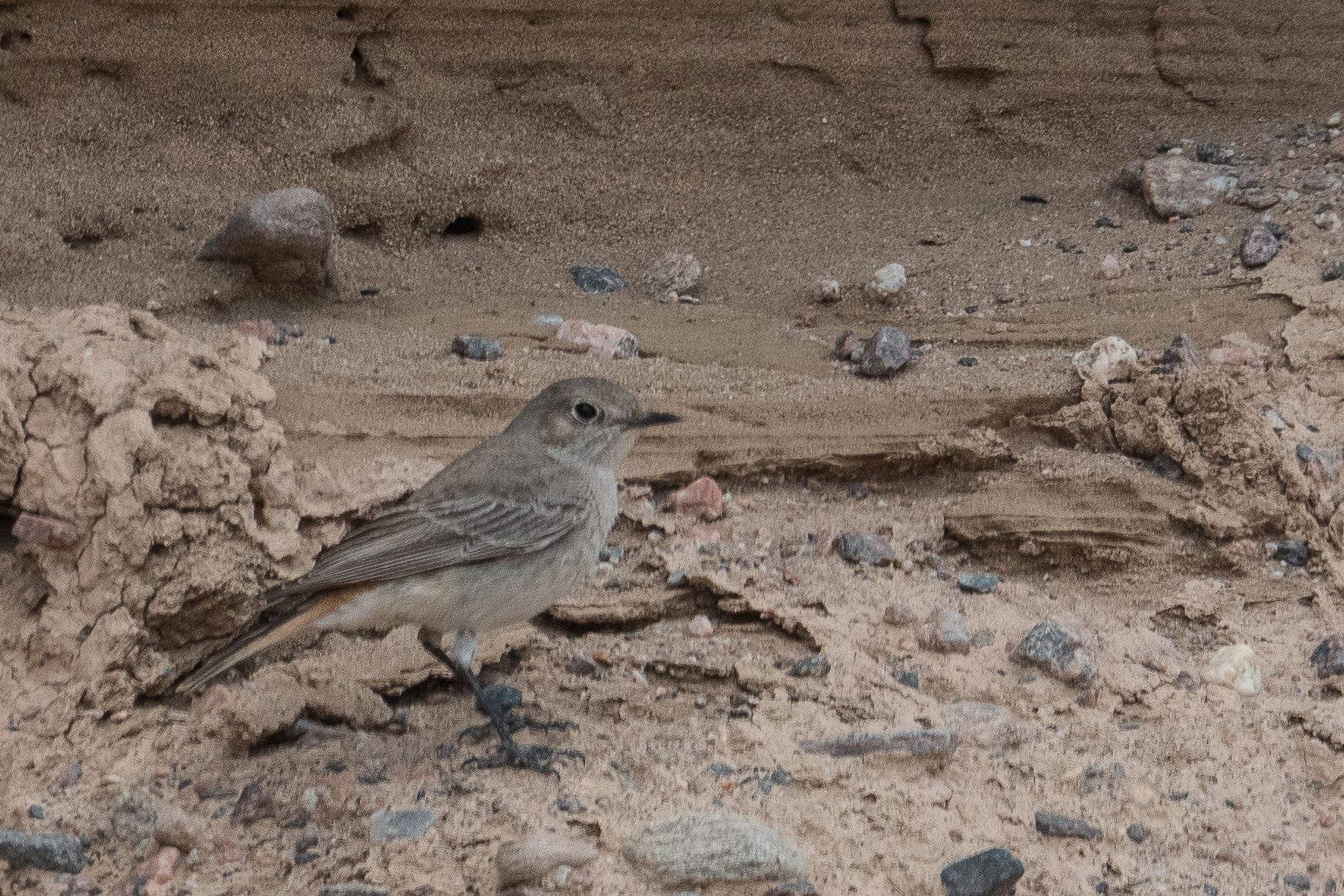 Traquet familier (Familiar chat, Oenanthe familiaris), Vallée de l'Hoanib, kaokoland, Namibie.